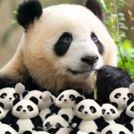 Pandas hang out group