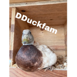 DDuckfam