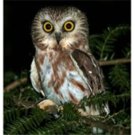 Owl Fans!!!