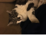 I like cat and cat