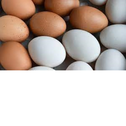 Survival the EGGDOG(Read Desc)