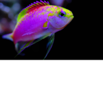 Fish Beatboxing