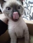 Aaxvyz