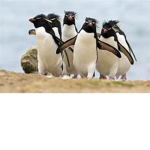 #CheekyPenguinSquad