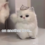..Kitty Klub..