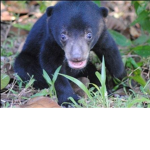 DA SUN BEARS