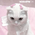 paw ୨ৎ