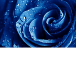 Blue Manes Official