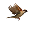 Sparrow Tactical