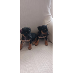 La banda dei cucciolotti