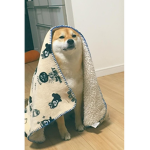 F T B [For the Boys] Vibe Unit
