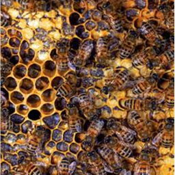 The Hive