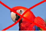 Not Parrot Group