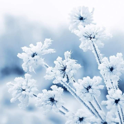 ❄️