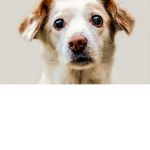Doggies are awesome