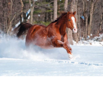 *Snow Riders*