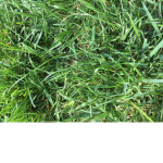 Grass crew