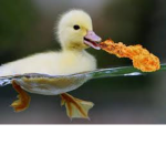 Fire-Breathing Duckies Patrol