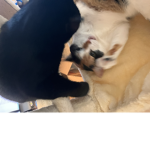 Cat squad meow squad