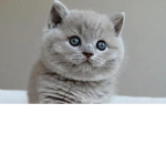 O gato fofo