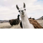 Fat llama group