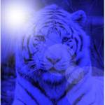 Los Tigres Azules