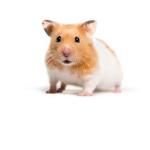 only hamsters alowed