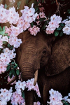 I love elephant (: