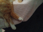Rabbit FEET!!!!!!!!!!!!!!!!!l