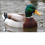The Duck Army Of The Duck Empire
