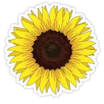 Yellow Aesthetic Sunflowers