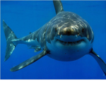 THE SHARK SQUAD!!