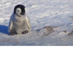 The penguin zoo