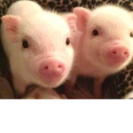 PIGSSSSSS