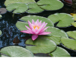 LillyPadsss