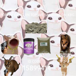 popcats_gang