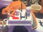 Chamaeleon