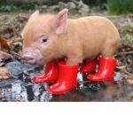 pigs and potatos