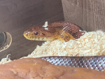 SNEK UNITED