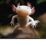 AXOLOTL ARMY !!!!