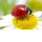 The Ladybug squad!