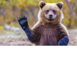 The_Bearz