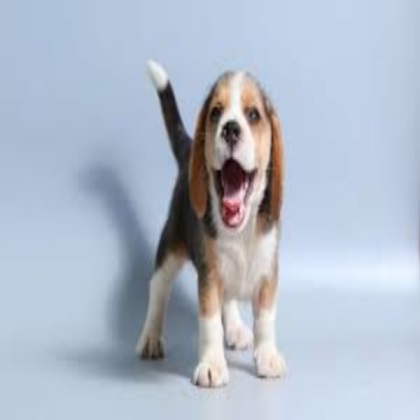 Dog Roblox decal