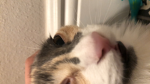 Shy kitten’s