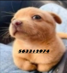 Doobedoobies gang