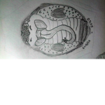 Cobra Guild