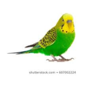 Bird Battlers
