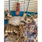 Marty the hamster hamster fans