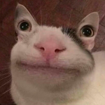 是在哈佛