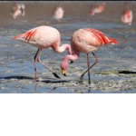 Fluffy flamingos